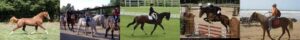 BandeauEquitation